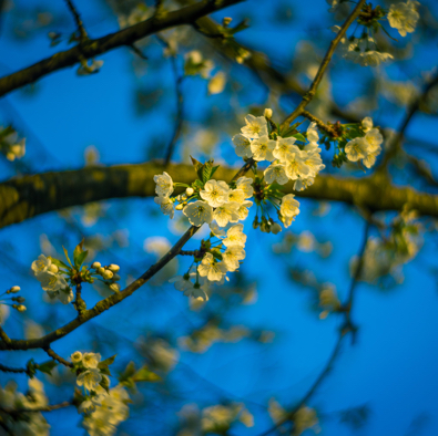 Kirschblüte_01_04_2018.jpg