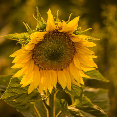 Sonnenblumen Bokeh 01.jpg