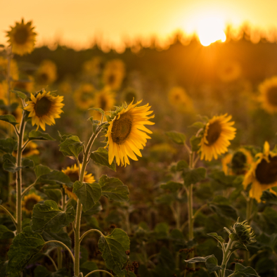 Sonnenblumen & Biene 07.jpg